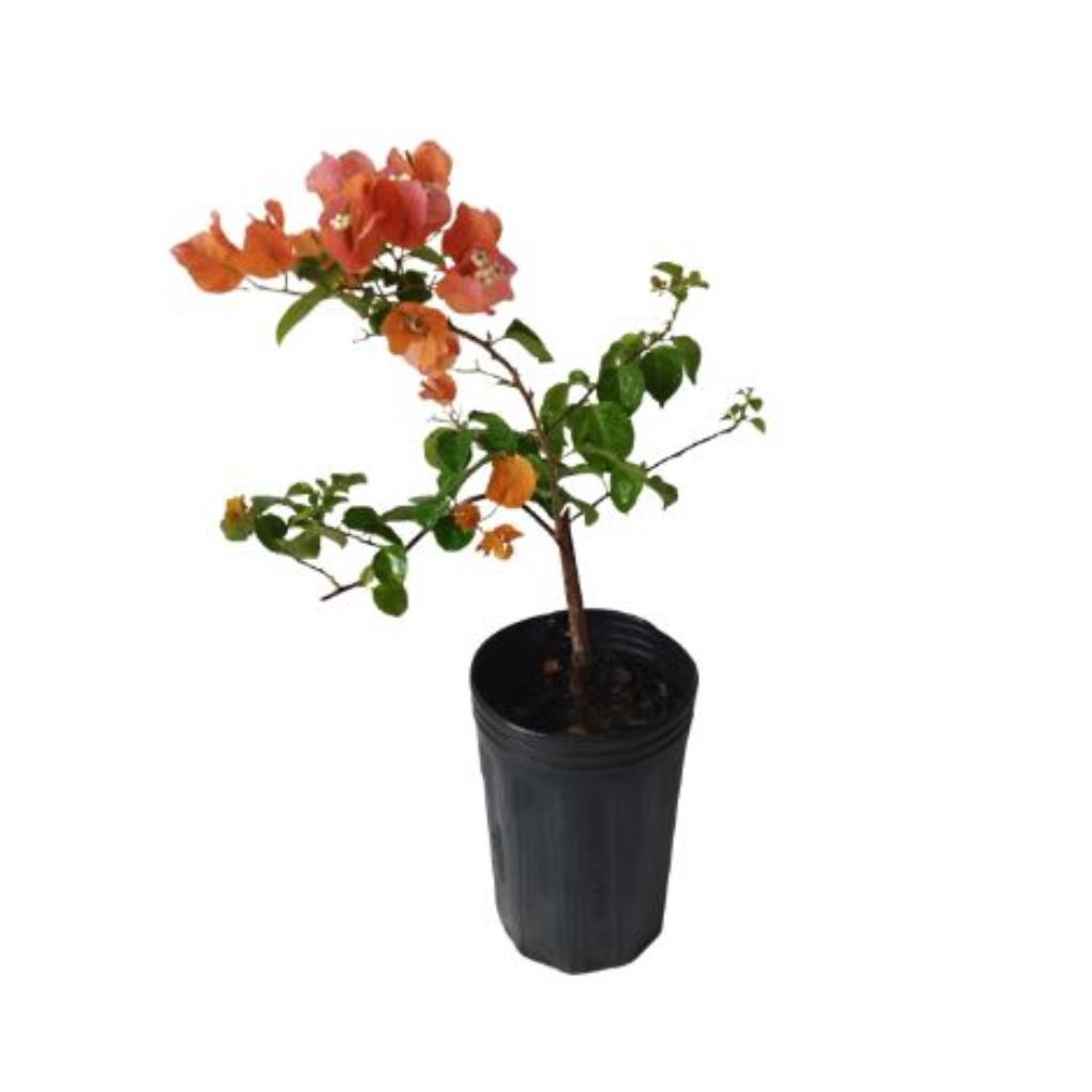 Muda de primavera Laranjada