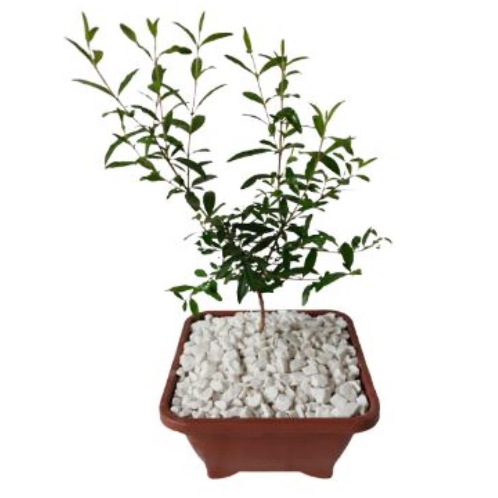 Pré-bonsai de Mini Romã