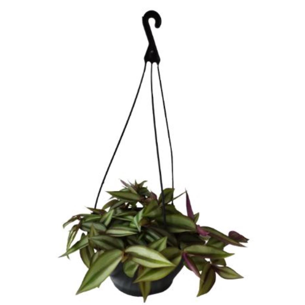 Lambari roxo pendente