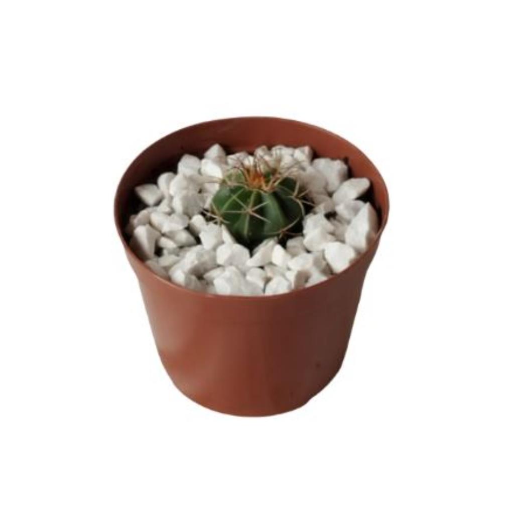 Cacto Cabeça de Frade