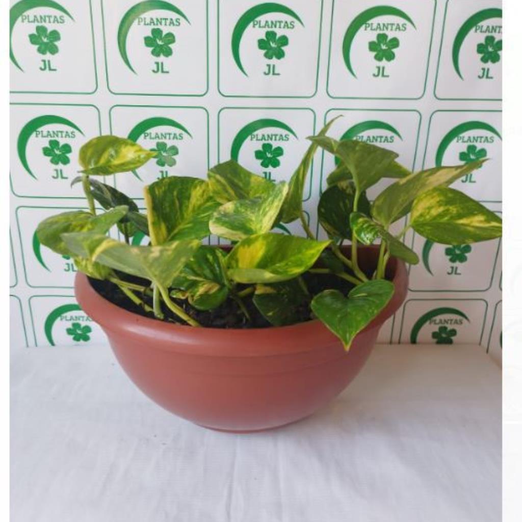 Jibóia em Vaso de Parede
