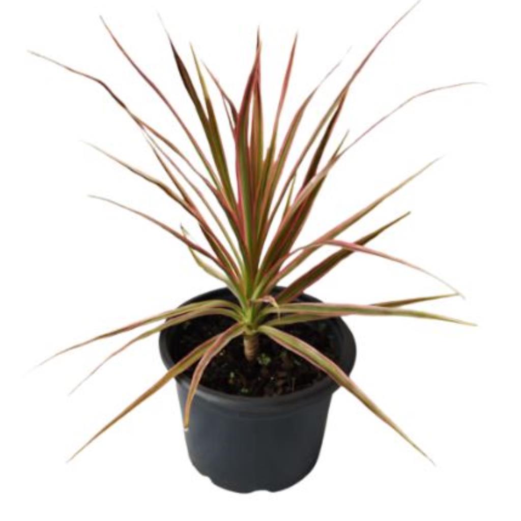 Muda de Dracena Tricolor