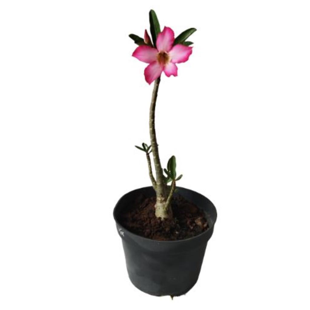 Rosa do deserto Simples (P)
