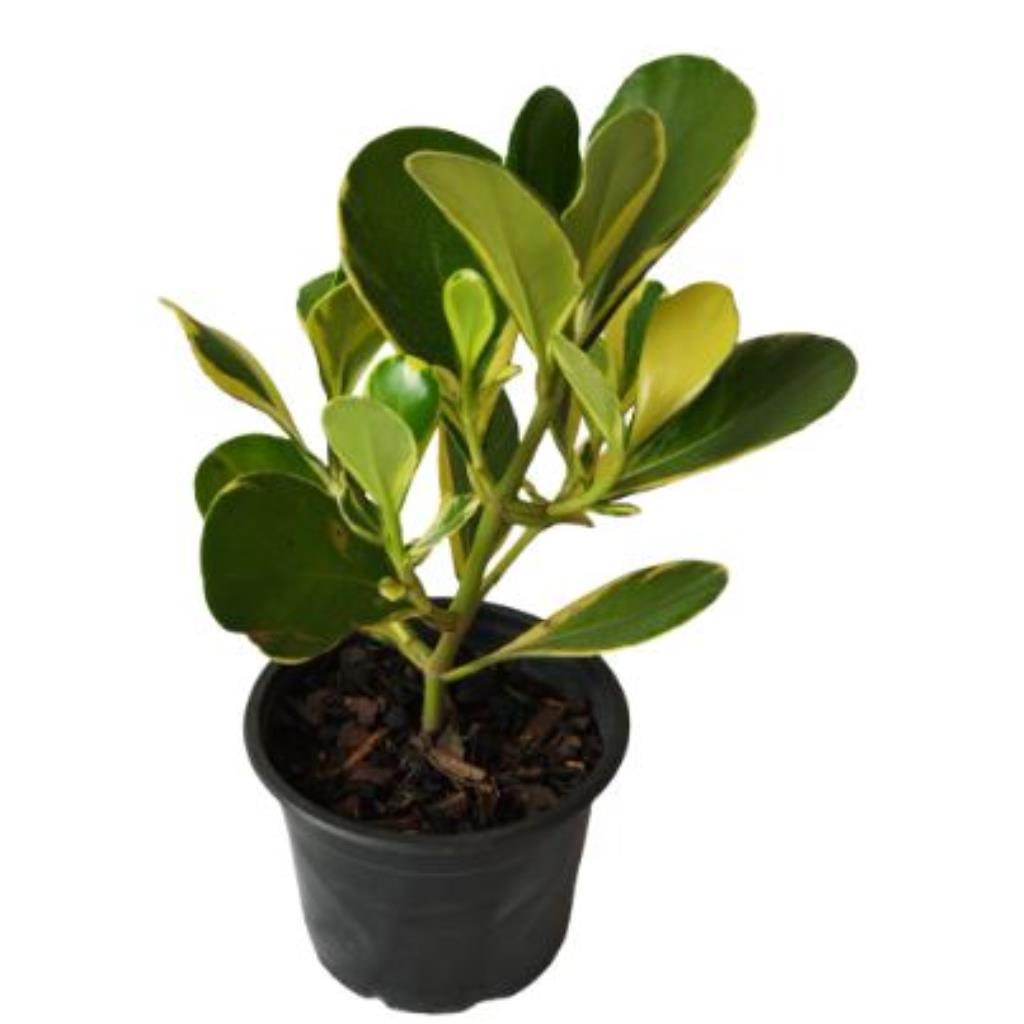 Muda de Clúsia Variegata