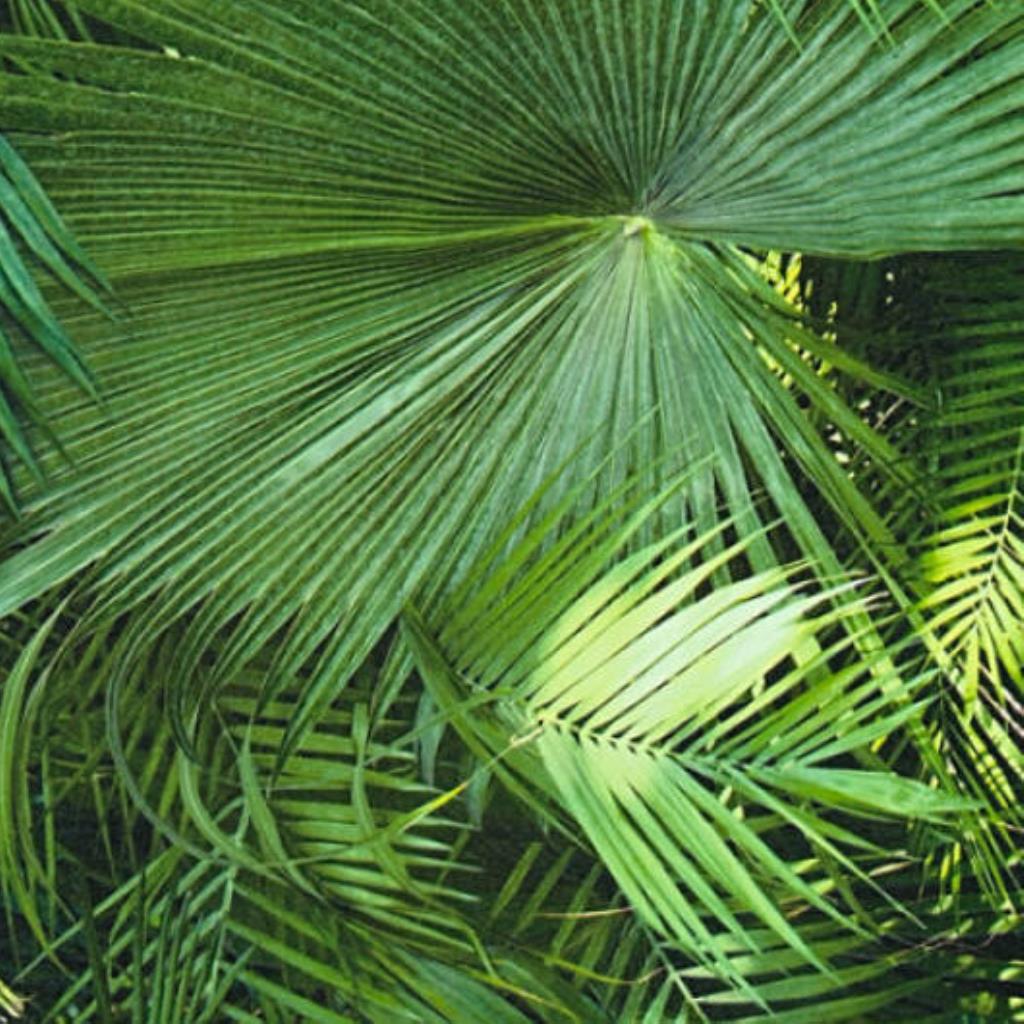 PAPEL DE PAREDE WOOD´N STONE 2  362001