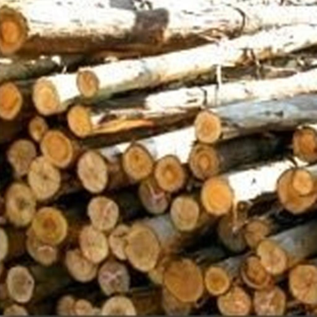 Pontalete Eucalipto Roliço 3m