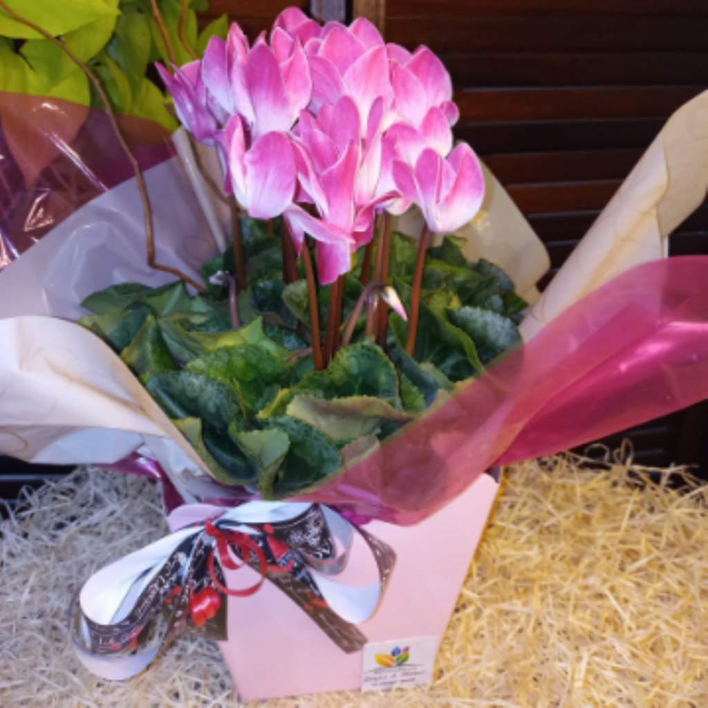 CYCLAMEN NO CACHEPÔ DECORADO