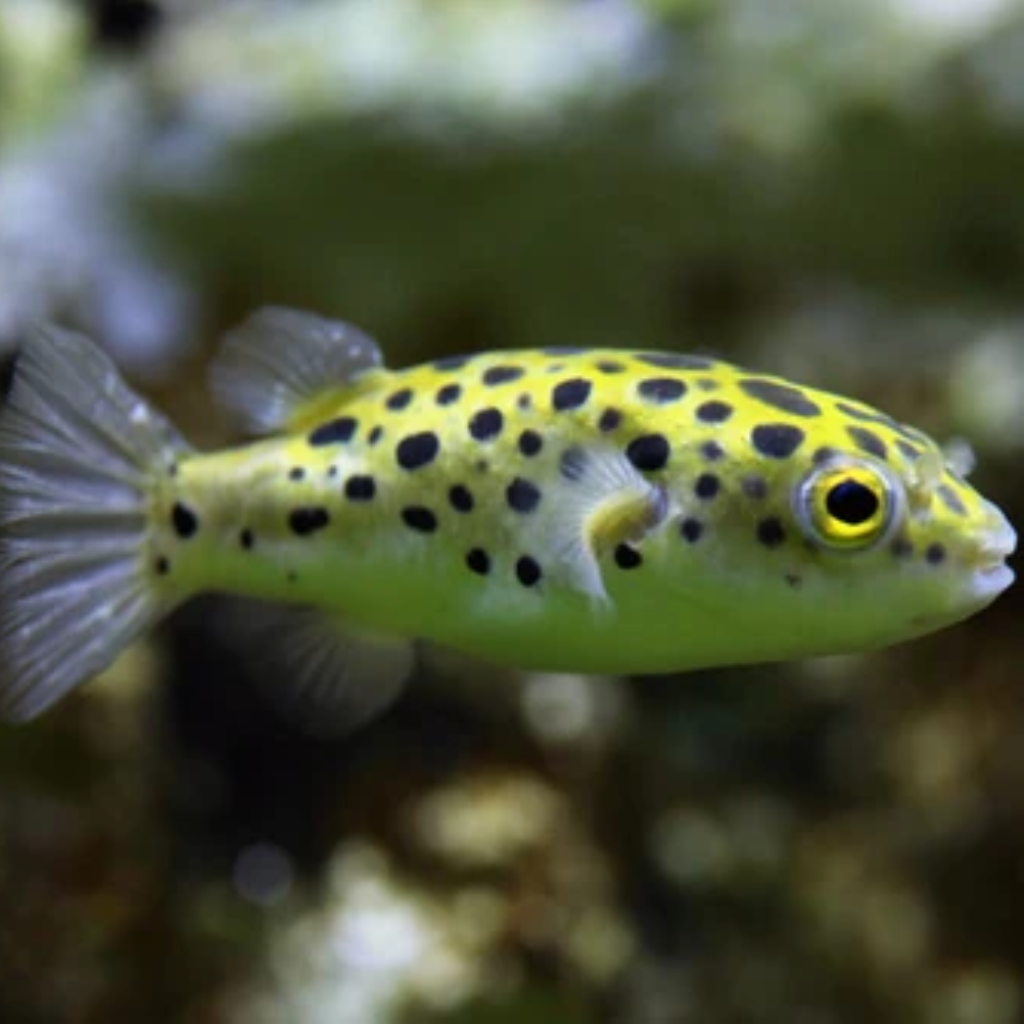 BAIACU PUFFER GREEN SPOTTED - 4 CM - Dichotomyctere nigroviridis