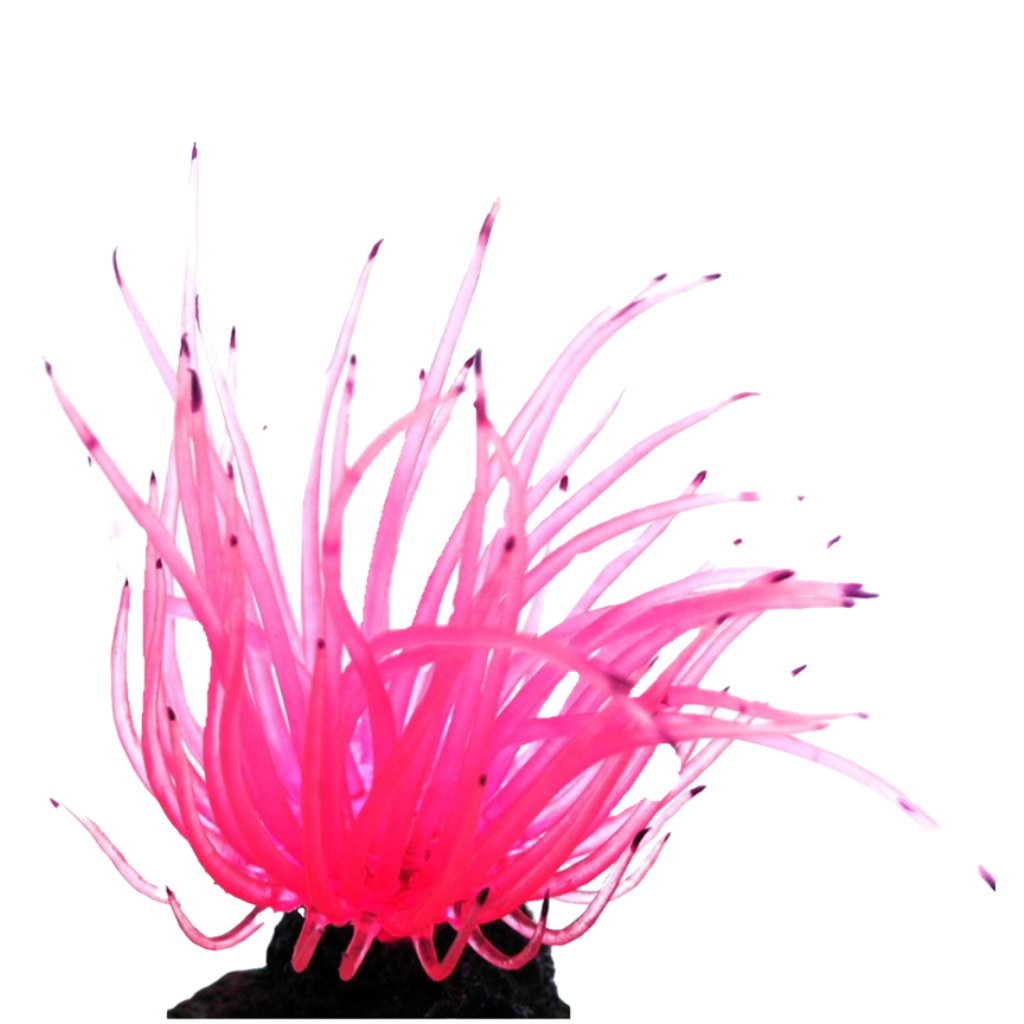 SOMA ENFEITE DE SILICONE ANEMONA LONG TENTACLE ROSA