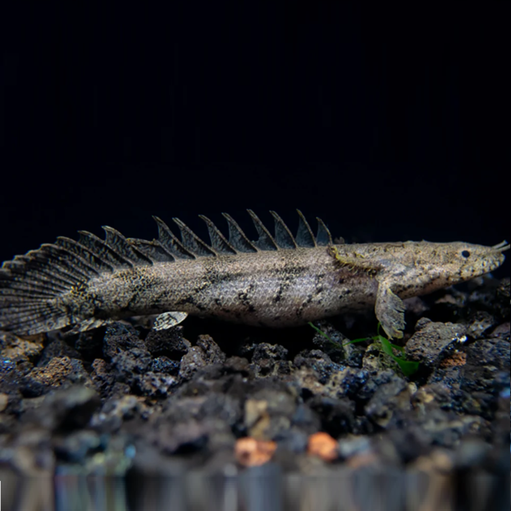 POLYPTERUS ENDLICHERI - 5-6 CM - Polypterus Endlicheri