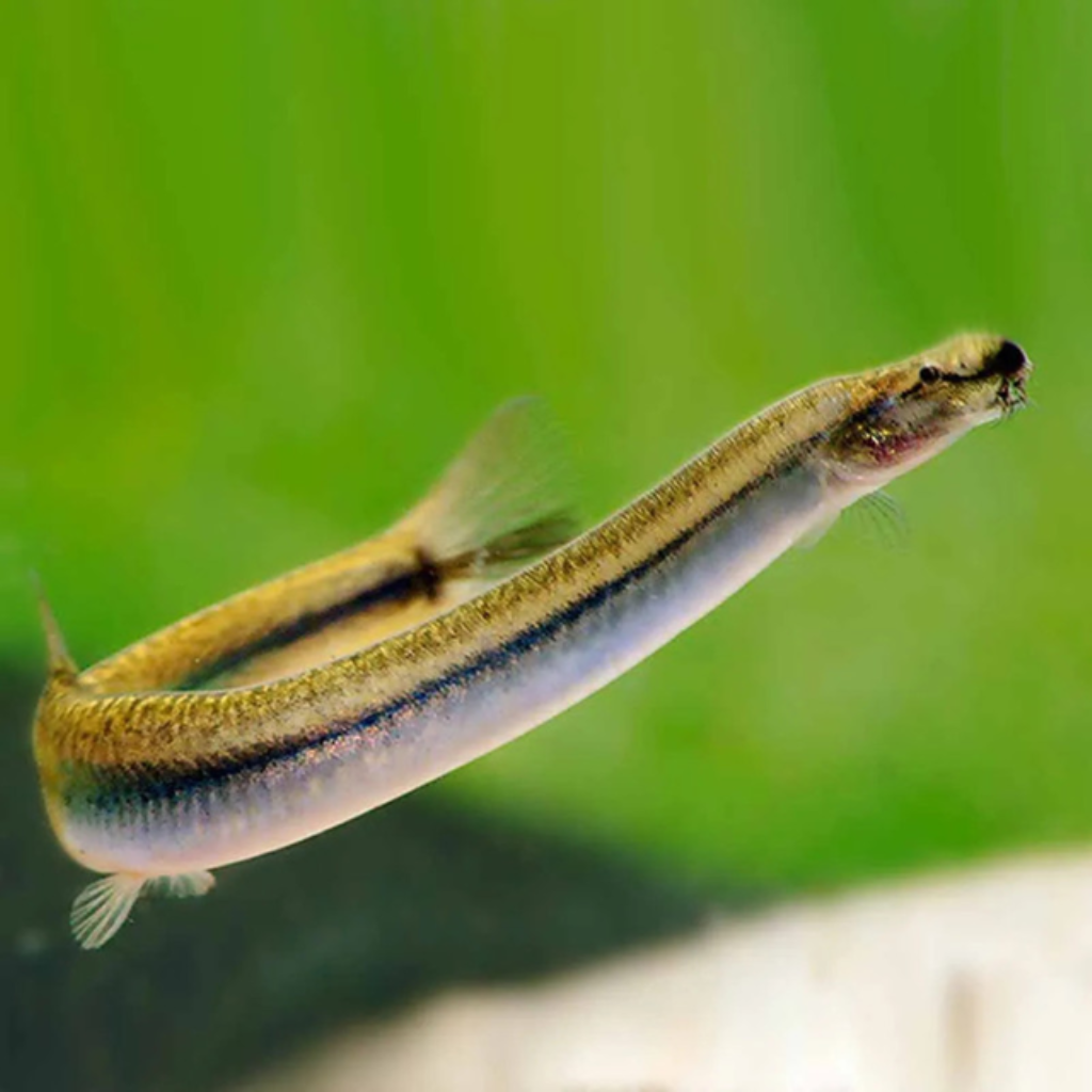 COBRINHA GOLDEN KUHLLI - 4-7 CM - Pangio kuhlii