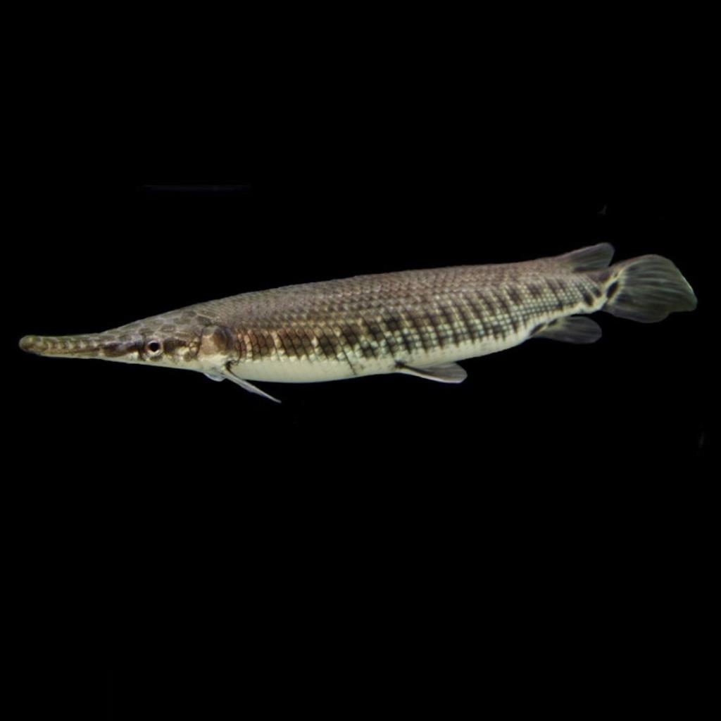 BOCA DE JACARÉ - 10-12 CM - Lepisosteus