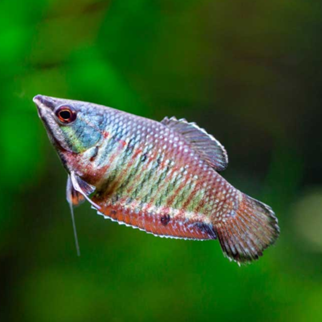 GOURAMI SAMURAI 2 - 3,5 CM - Sphaerichthys vaillanti