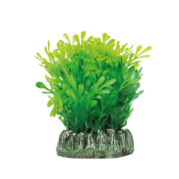 SOMA PLANTA PLASTICA BASE REDONDA GLOSSOSTIGMA 4CM