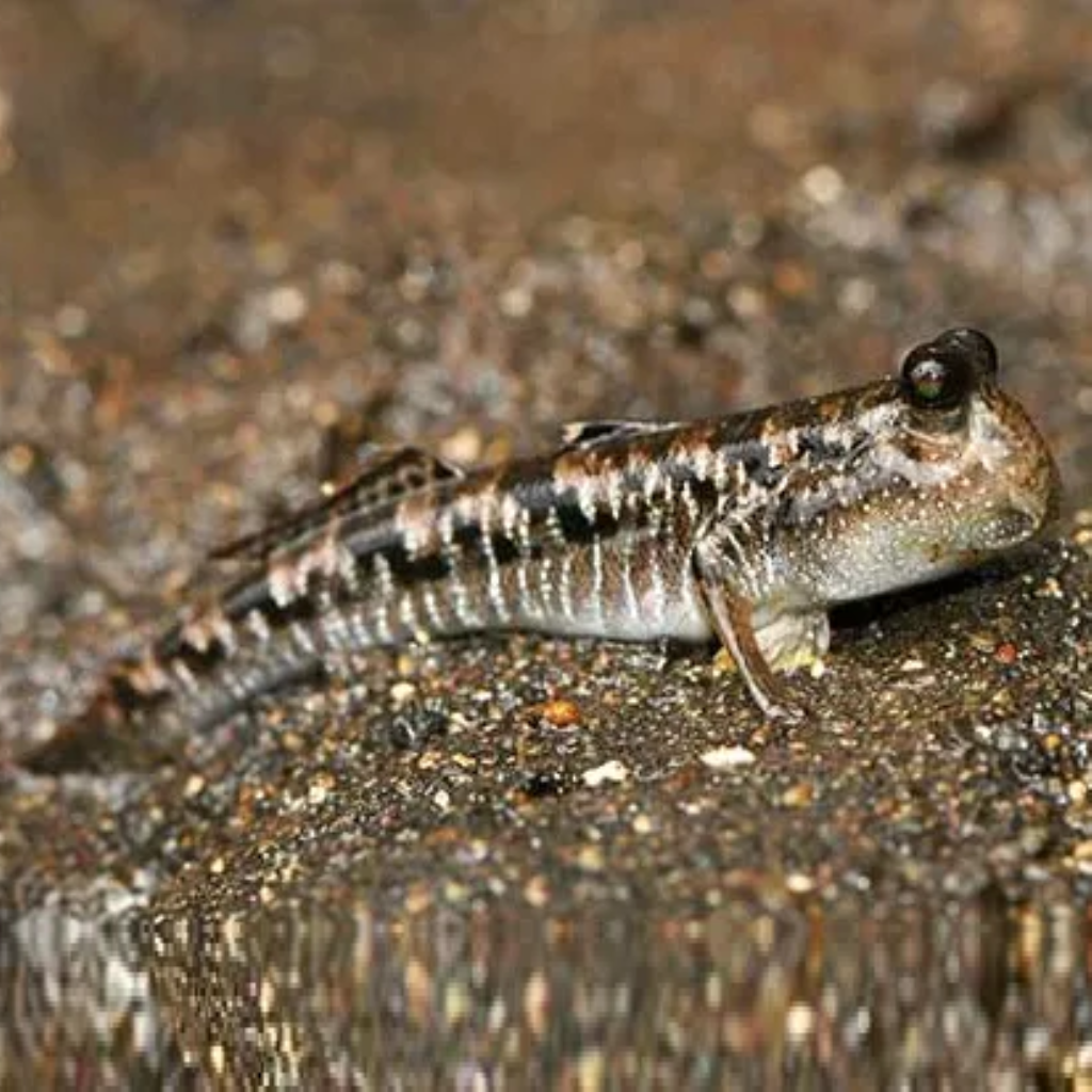 MUDSKIPPER - MÉDIO - Periophthalmus barbarus