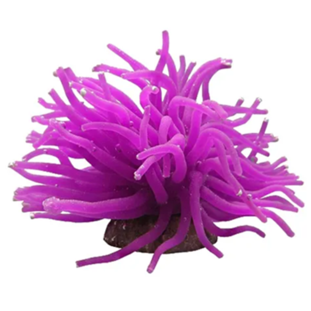 ACE PET ANEMONA 8CM ROXA