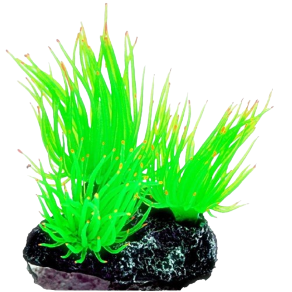 SOMA ENFEITE DE SILICONE ANEMONA LONG TENTACLE VERDE - MULTI