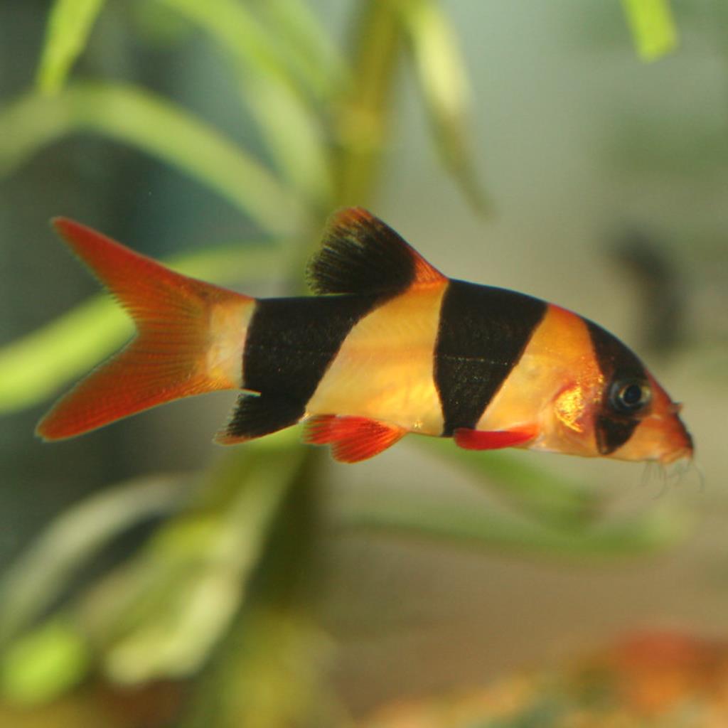 BOTIA PALHAÇO - 4-6 CM - Chromobotia macracanthus