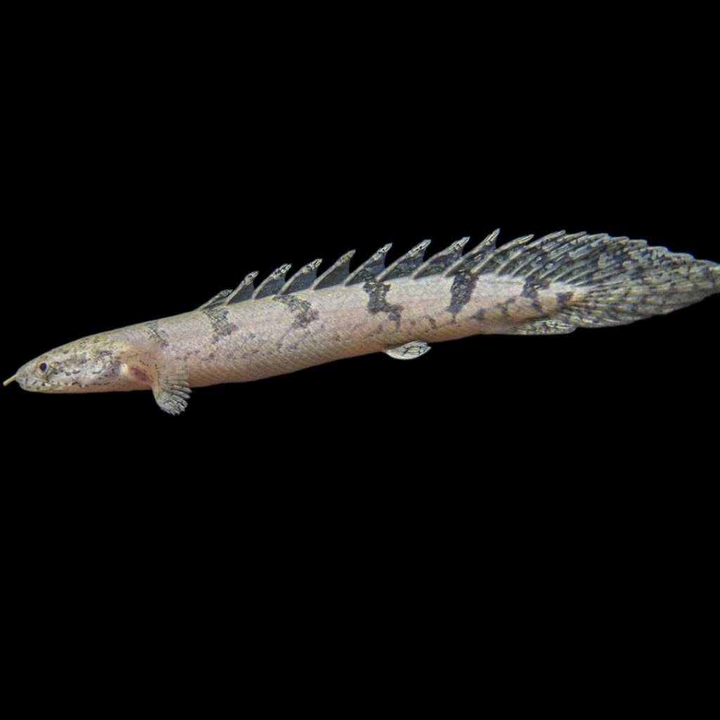 POLYPTERUS DELHEZI - 5-6 CM - Polypterus delhezi