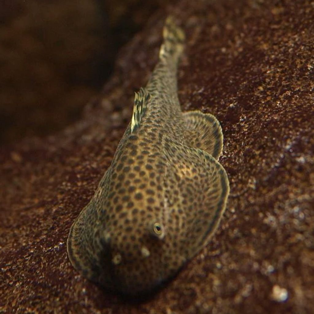 MINI ARRAIA BORNEO SUCKER 2,5-3 CM - Gastromyzon ocellatus