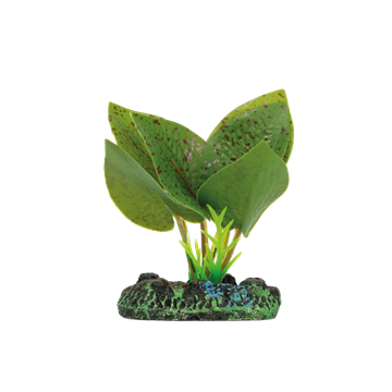 SOMA PLANTA EVA ECHINODORUS OZELOT 4CM