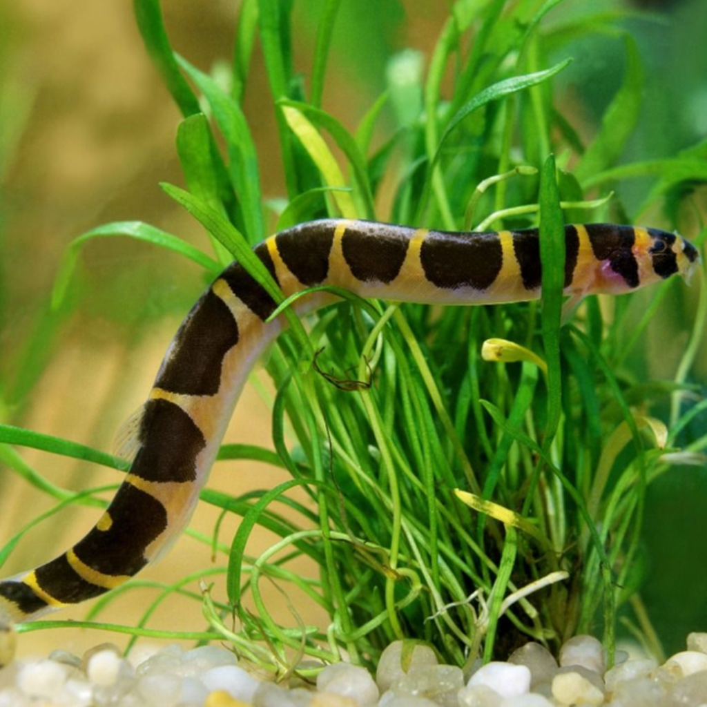 COBRINHA KUHLLI - 4-6 CM - Pangio kuhlii
