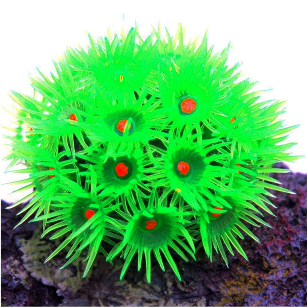 SOMA ENFEITE DE SILICONE CORAL GONIOPORA VERDE