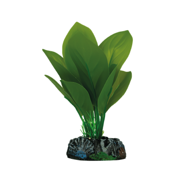 SOMA PLANTA EVA ANUBIA FOLHA LARGA 20CM