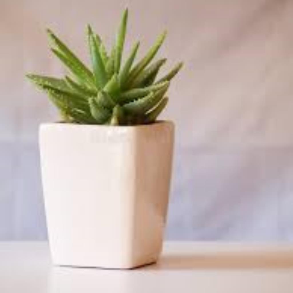 Vaso Cerâmica Suculenta 8,5 cm