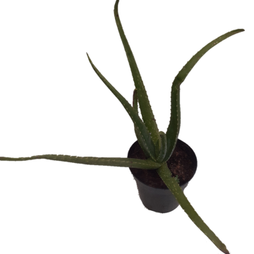 BABOSA