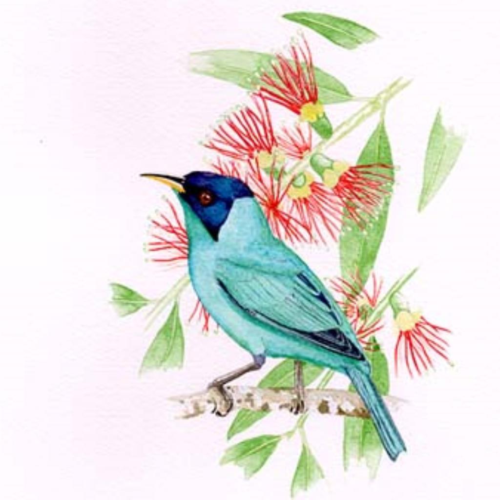 Saí-verde - Raphael Dutra - Aquarela sobre papel algodão